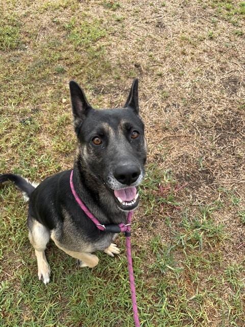 Photo of Baby, adoptable German Shepherd Dog in Riverside, California