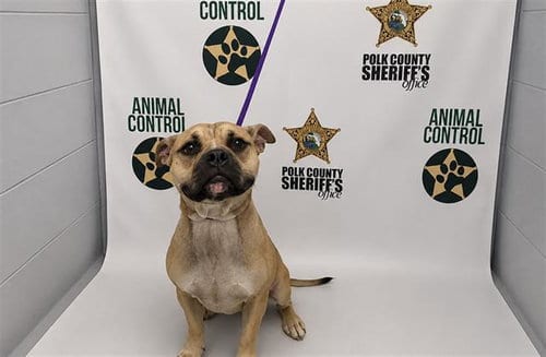 Photo of Tex, adoptable Bulldog in Winter Haven, Florida