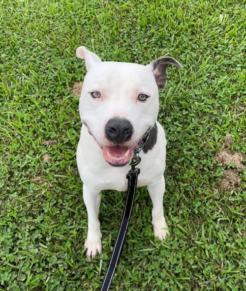 Photo of Pocco- Personality plus, adoptable Pit Bull Terrier in Oakhurst, New Jersey