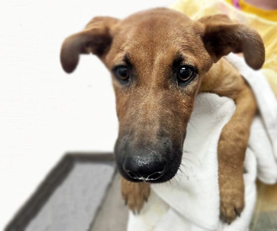 Photo of Velma, adoptable dog
