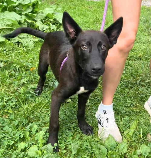 Photo of Rick Vito, adoptable Unknown breed (short coat) in Elkins, West Virginia