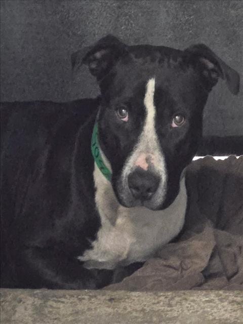 Photo of Sleepy, adoptable Pit Bull Terrier in San Pedro, California