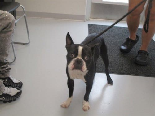 Photo of A391683, adoptable Boston Terrier in Ocala, Florida