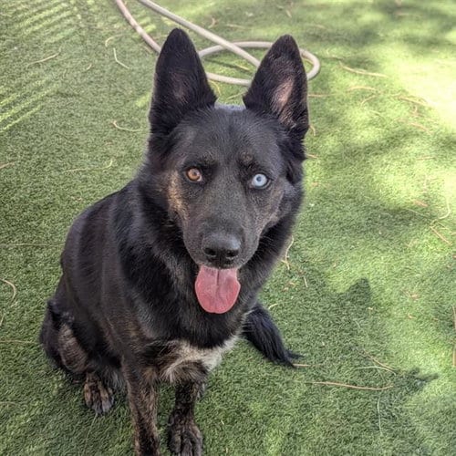 Photo of Toast, adoptable German Shepherd Dog in Las Vegas, Nevada