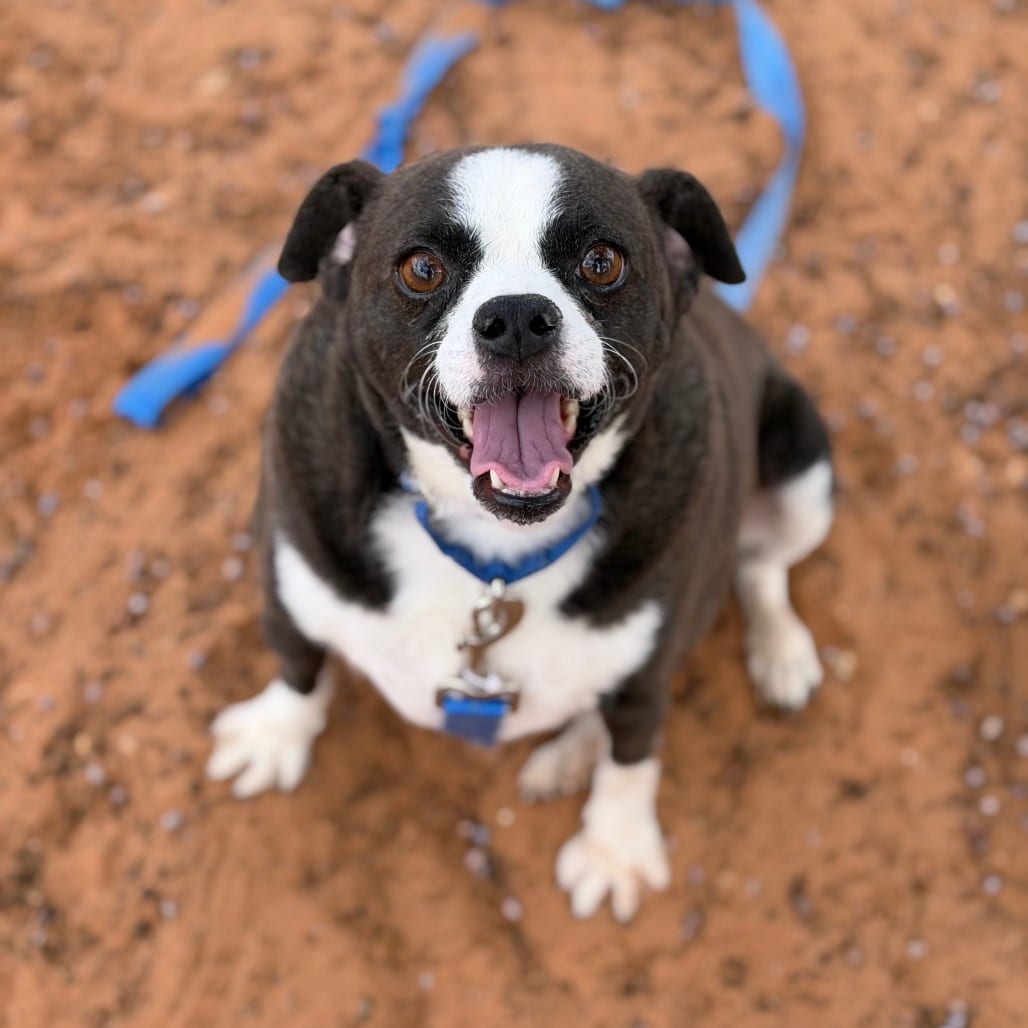 Photo of Moe, adoptable Chihuahua / Mix in Kanab, Utah