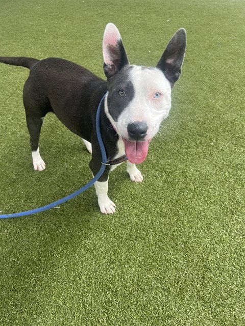 Photo of Marla Pooch, adoptable Bull Terrier in Waco, Texas