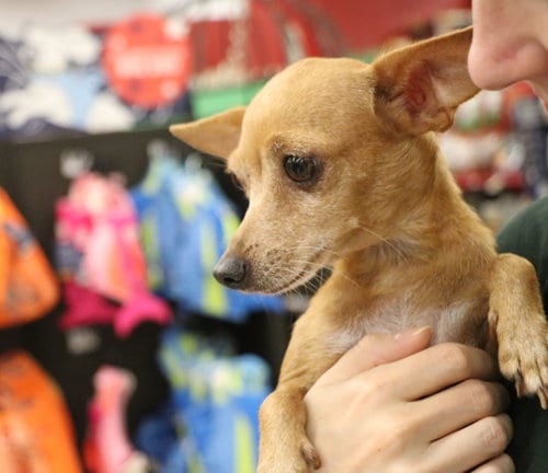 Photo of Isla, adoptable Chihuahua in Pflugerville, Texas