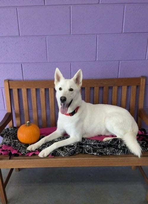 Photo of Baymax, adoptable Husky in Genesee, Wisconsin