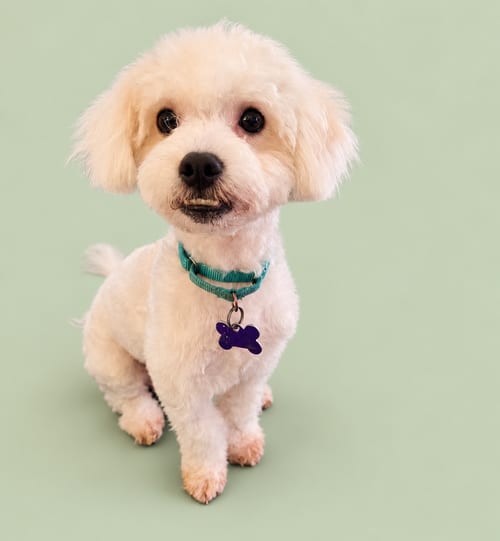 Photo of Corned Beef, adoptable Maltese in Romoland, California