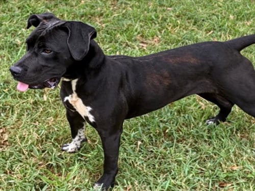 Photo of Molly, adoptable Labrador Retriever in Texas City, Texas