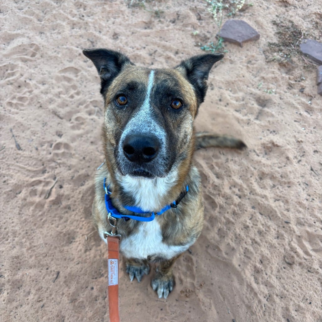 Photo of Waylon, adoptable Shepherd / Mix in Kanab, Utah