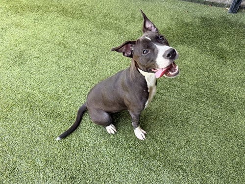 Photo of Suzie, adoptable Pit Bull Terrier in Garland, Texas