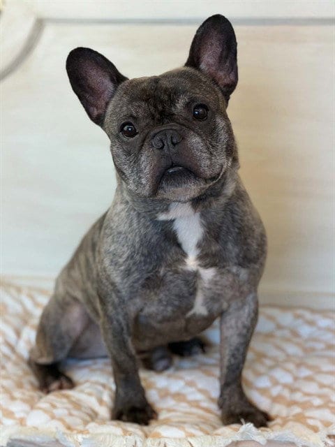 Photo of Tyson, adoptable French Bulldog in Fairfield, California