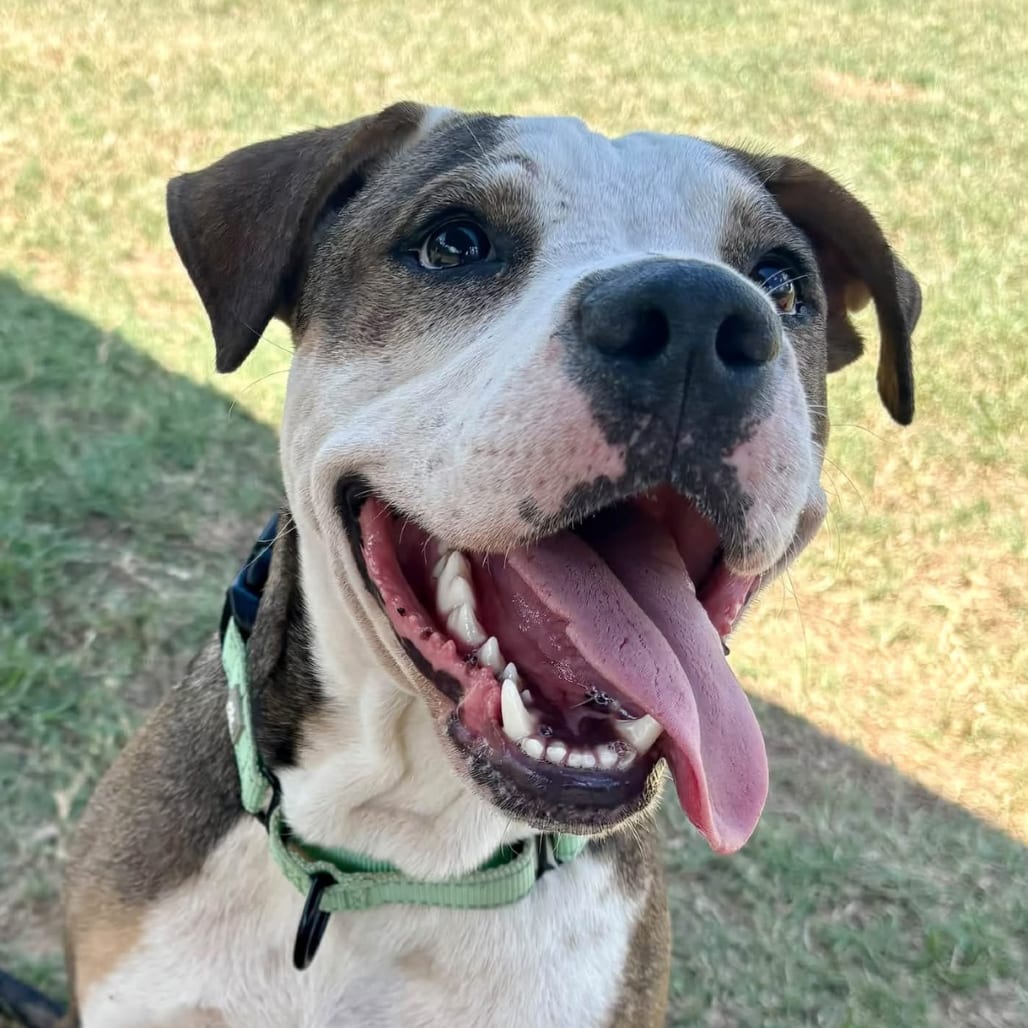 Photo of Ace, adoptable Terrier / Mixed Breed (Medium) in Marshall, Texas