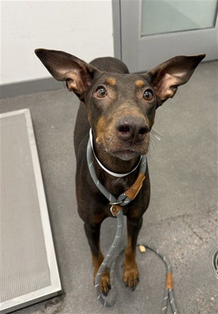 Photo of Scarlett, adoptable Doberman Pinscher in Mesa, Arizona