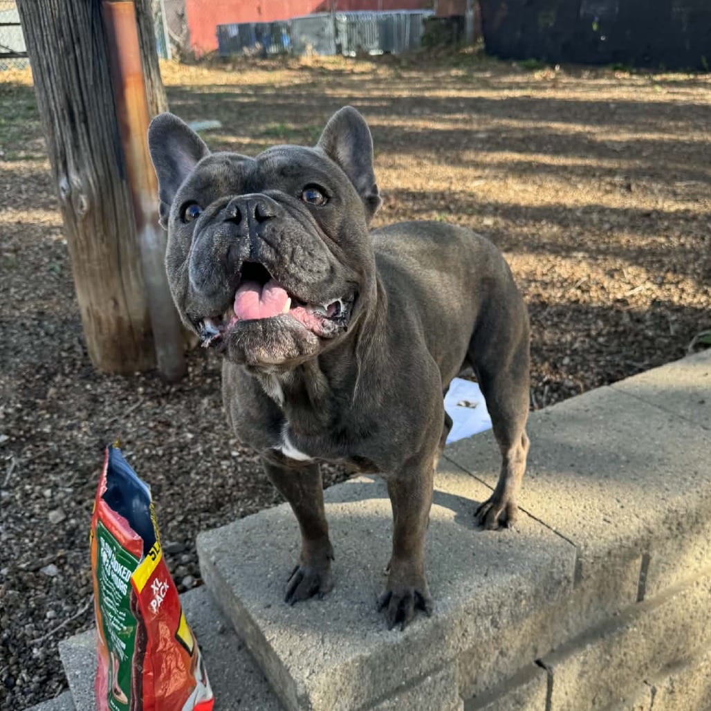 Photo of Jolly Roger D12827, adoptable Bulldog, French in Princeton area, Minnesota