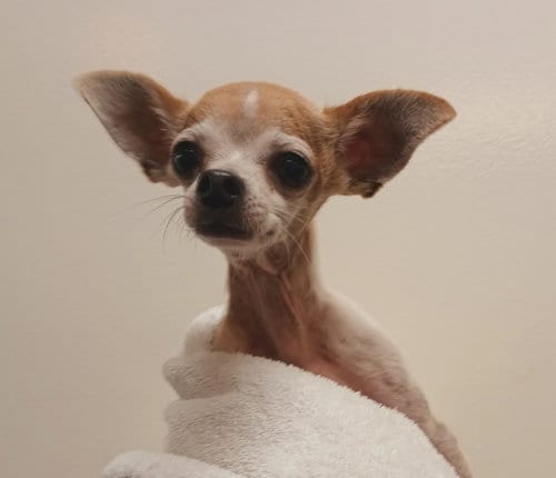 Photo of Max, adoptable Chihuahua in Los Angeles, California
