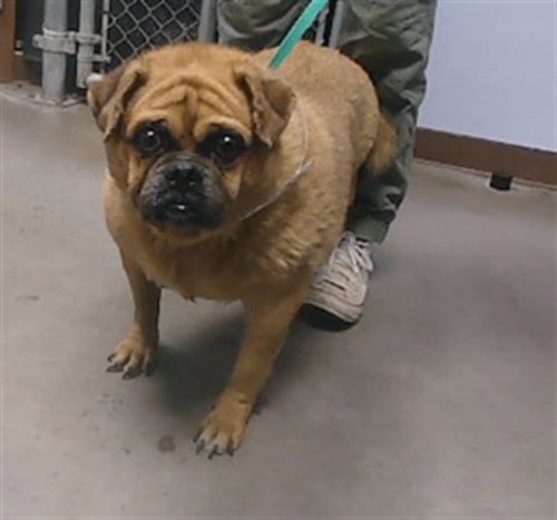 Photo of Chonky, adoptable Pug in Phoenix, Arizona