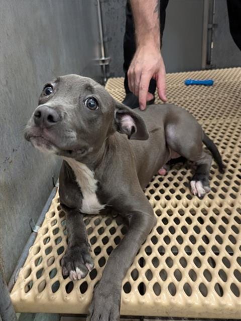 Photo of A524205, adoptable Pit Bull Terrier in Wilmington, North Carolina