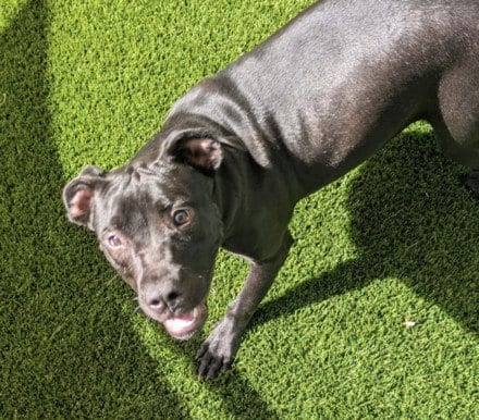Photo of Sprinkles, adoptable Labrador Retriever in Texas City, Texas