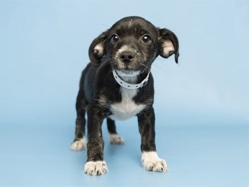 Photo of Tiny, adoptable Chihuahua in Phoenix, Arizona