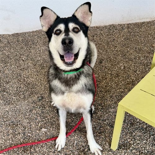 Photo of Almondo, adoptable Siberian Husky in Mesa, Arizona