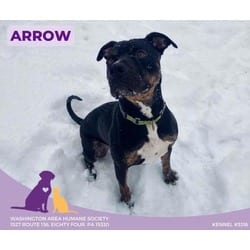 Photo of Arrow, adoptable American Pit Bull Terrier in Eighty Four, Pennsylvania