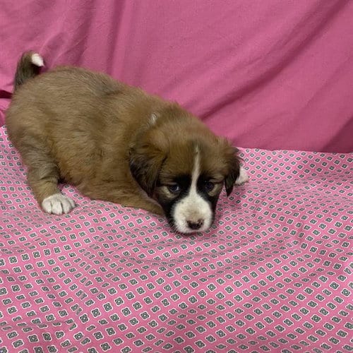 Photo of A614029, adoptable Australian Shepherd in Modesto, California