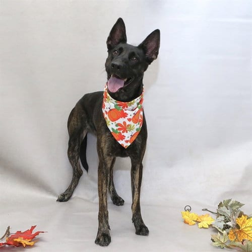 Photo of Sarabi, adoptable Dutch Shepherd in Sanford, Florida