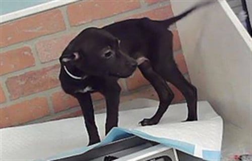 Photo of Kacey, adoptable Staffordshire Bull Terrier in Houston, Texas