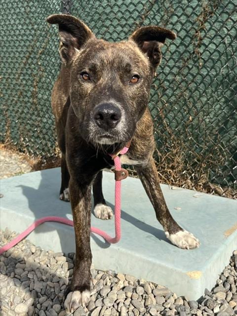 Photo of Nicholas, adoptable Pit Bull Terrier in Santa Cruz, California