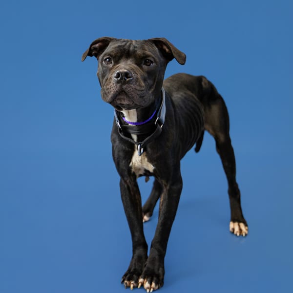 Photo of Vc16 Coco, adoptable Pit Bull cross in Lawrenceville, Georgia