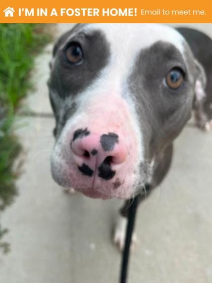 Photo of Bonita, adoptable dog in Baltimore, Maryland