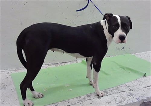 Photo of Perla, adoptable Staffordshire Bull Terrier in Houston, Texas