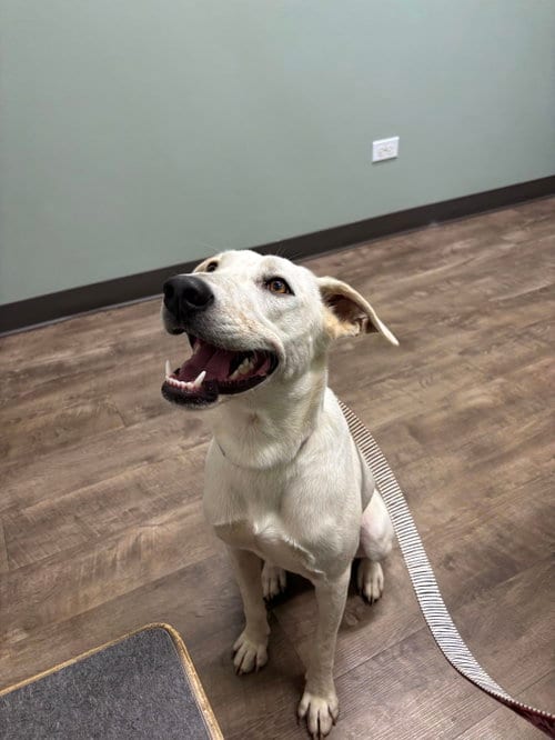Photo of Blinky, adoptable Labrador Retriever in Wheaton, Illinois