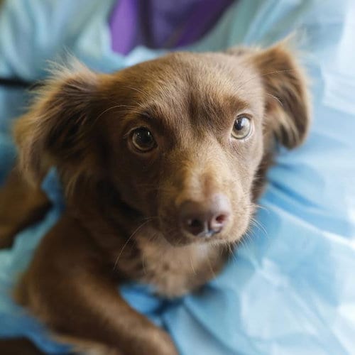 Photo of Latte, adoptable Dachshund in San Antonio, Texas