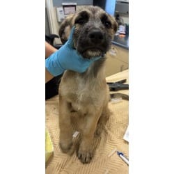 Photo of Henry, adoptable Terrier (Unknown Type, Medium) in Jurupa Valley, California