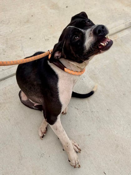 Photo of Hollie, adoptable dog in Chamblee, Georgia