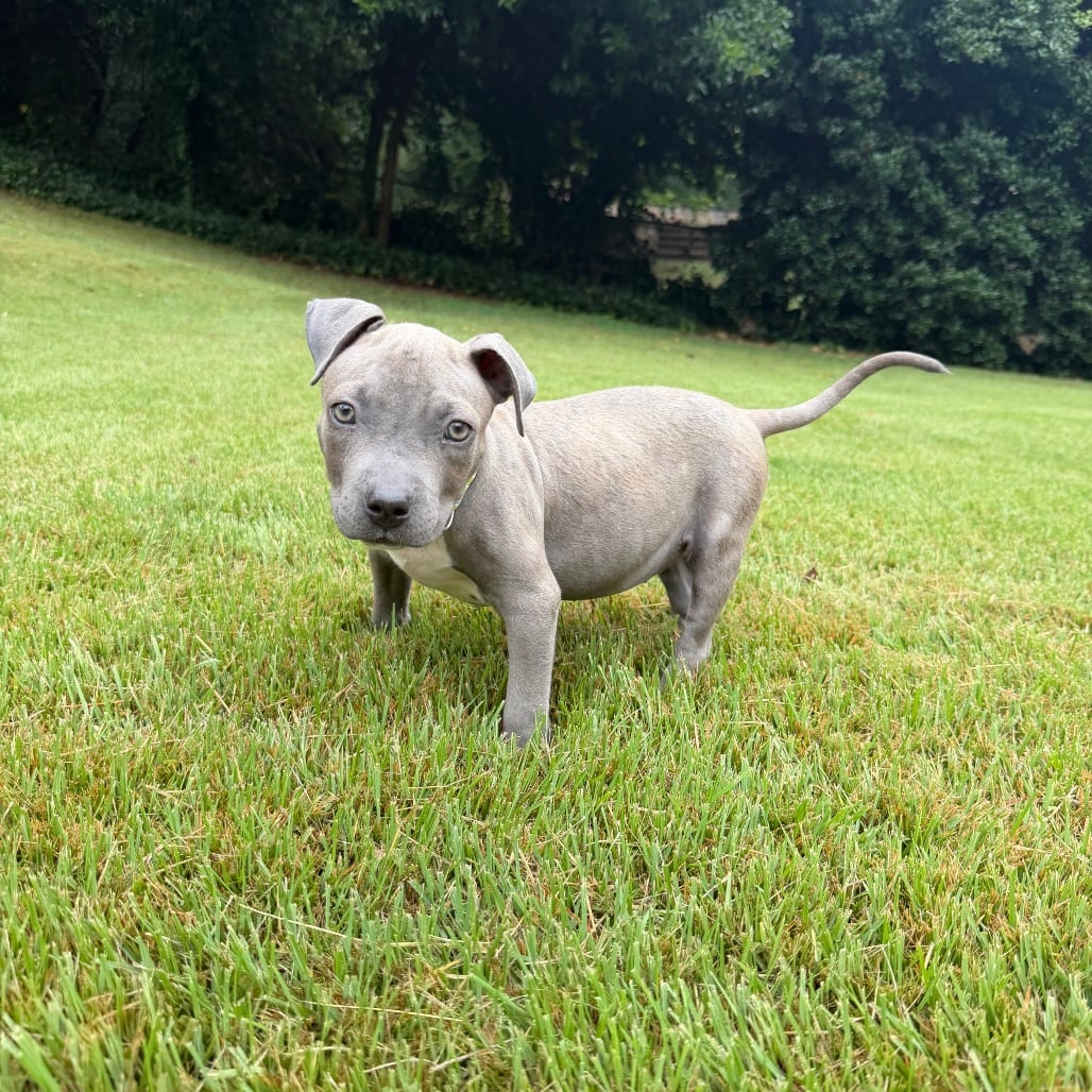 Photo of Pumpkin, adoptable Mixed Breed (Small) in Georgia, Georgia