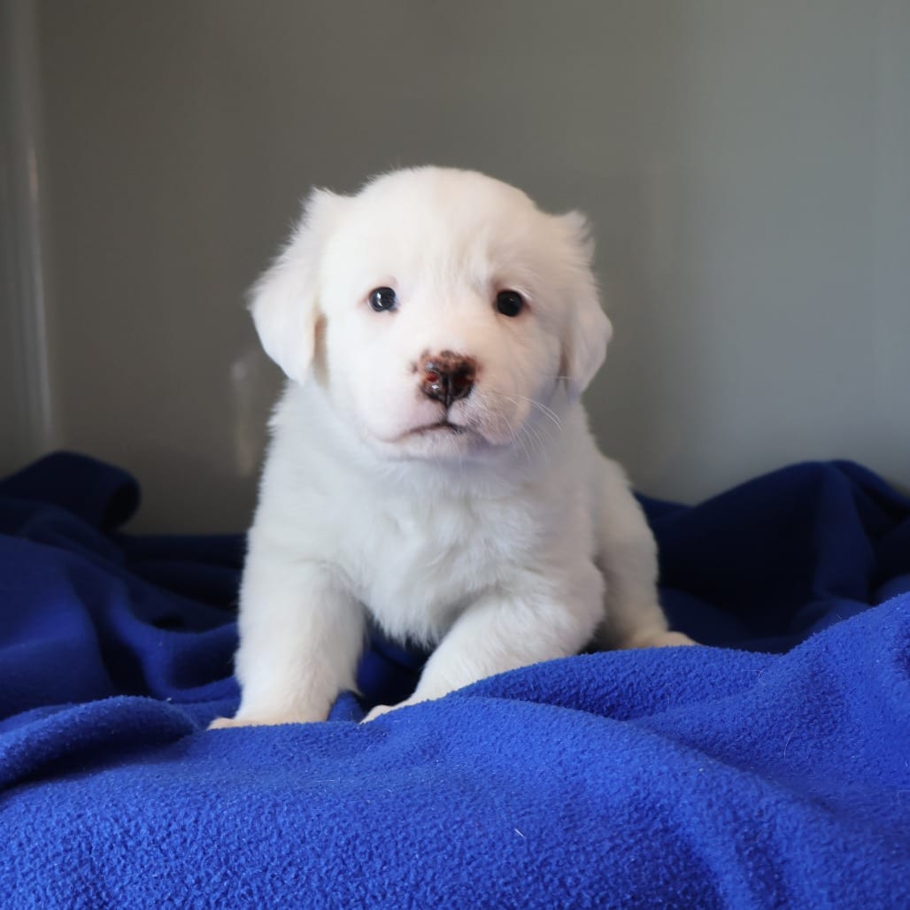 Photo of Romo, adoptable Mixed Breed (Medium) in St. Charles, Missouri