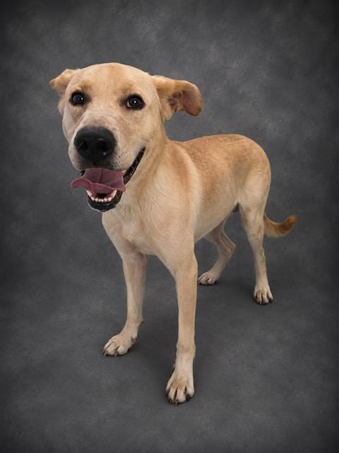 Photo of Q-Bert, adoptable Labrador Retriever in Winter Haven, Florida