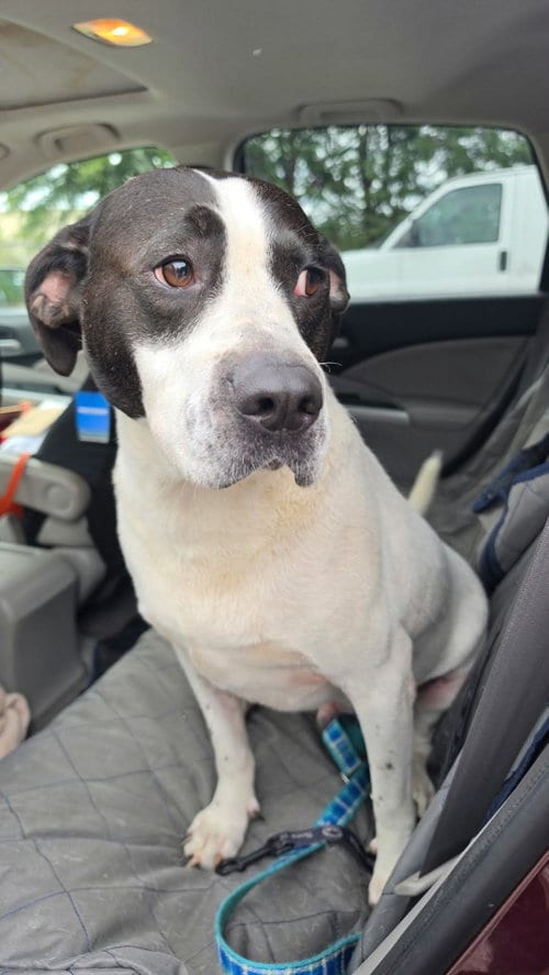 Photo of Scout, adoptable Terrier in Holbrook, New York