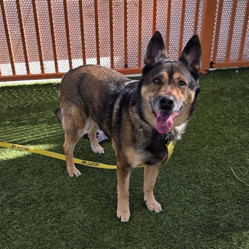 Photo of Darla, adoptable German Shepherd Dog in Las Vegas, Nevada