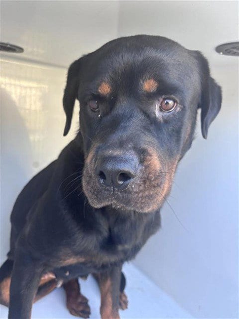Photo of A662215, adoptable Rottweiler in Houston, Texas