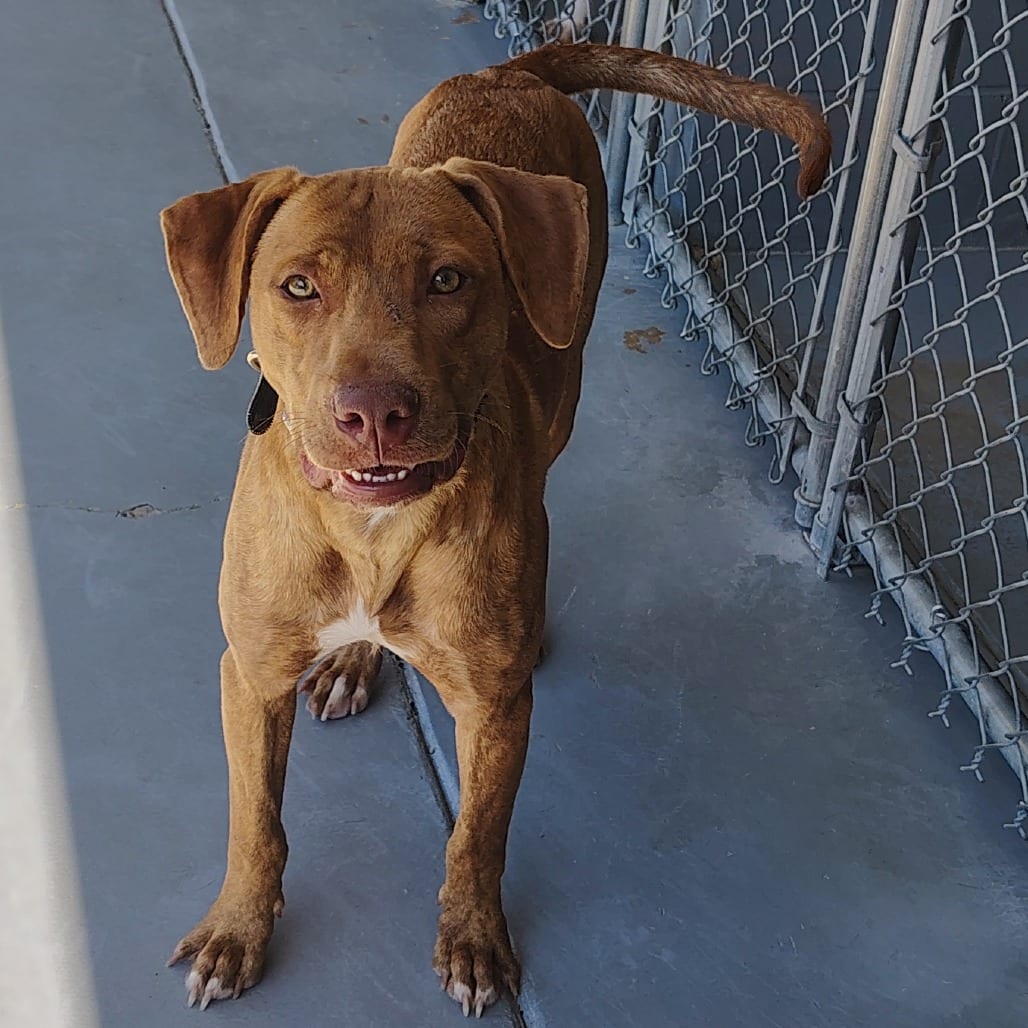 Photo of Major 8-102, adoptable Retriever, Labrador / Mixed Breed (Medium) in Starkville, Mississippi