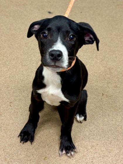Photo of Sly, adoptable dog in Chamblee, Georgia