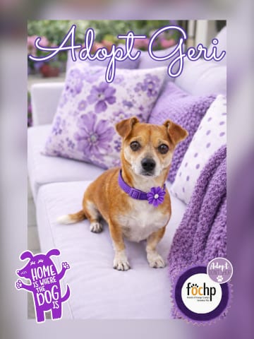 Photo of Geri, adoptable Chihuahua in Menifee, California