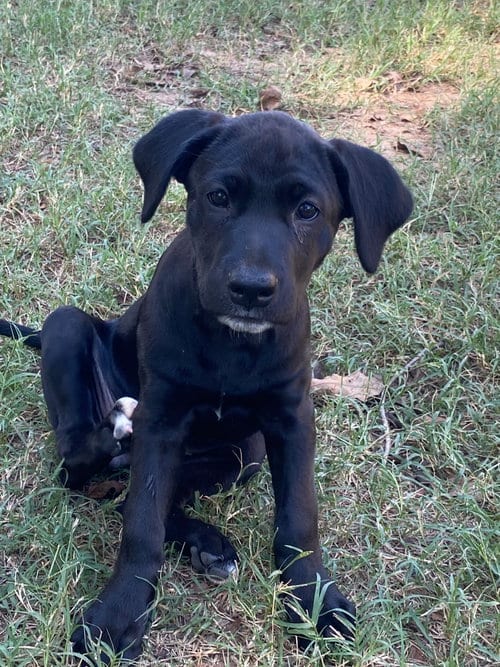 Photo of Lila, adoptable Labrador Retriever in Alexander, Arkansas