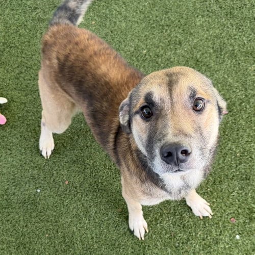 Photo of Gadget, adoptable Labrador Retriever in Tavares, Florida