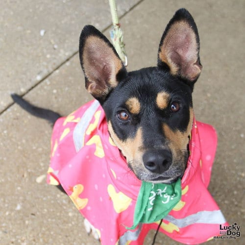 Photo of Hefty, adoptable Shepherd in Washington, District of Columbia